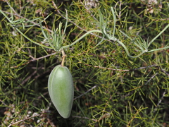 Leichhardtia australis, photograph Thomas Mesaglio, CC BY, iNaturalist via GBIF