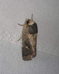 Proteuxoa cinereicollis