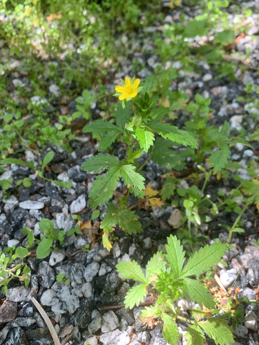 rough cinquefoil