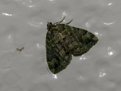 Austrocidaria callichlora