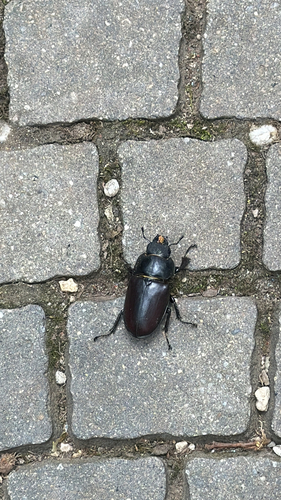 European Stag Beetle