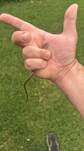 Slender Glass Lizard