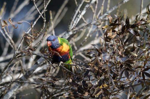 Rainbow Lorikeet
