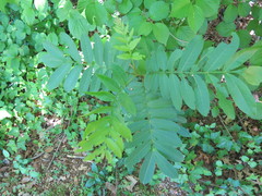 Pterocarya