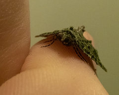 Austrocidaria callichlora