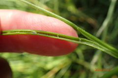 Juncus texanus