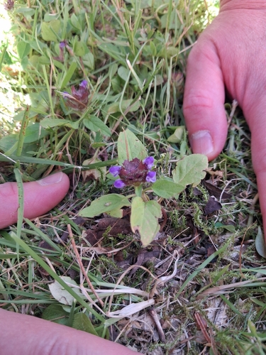 common selfheal