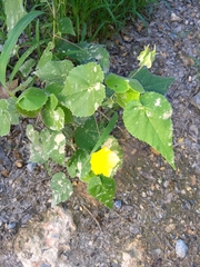 Abutilon hypoleucum