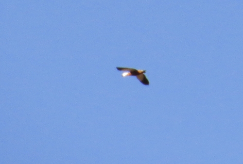 iNaturalist image