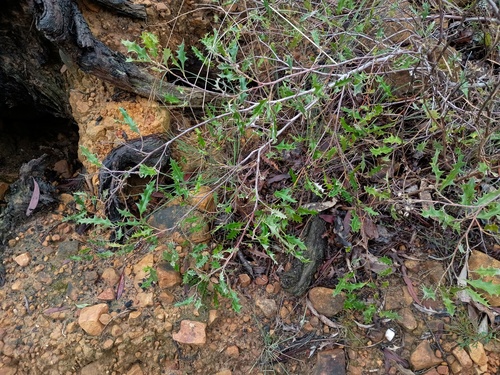 Grevillea aquifolium, photograph 2
