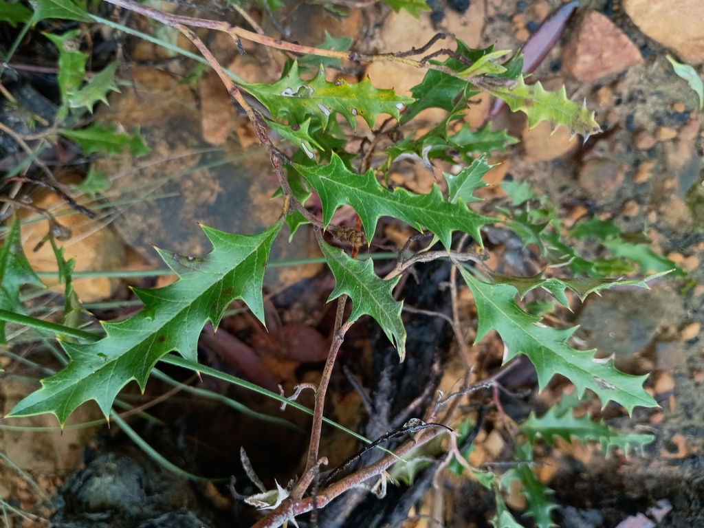 Grevillea aquifolium; photograph (c) grampianshiker, some rights reserved (CC BY)