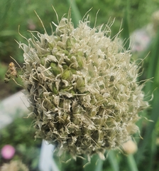 Allium altaicum, photograph (c) Urgamal Magsar, some rights reserved (CC BY)