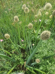 Allium altaicum, photograph (c) Urgamal Magsar, some rights reserved (CC BY)