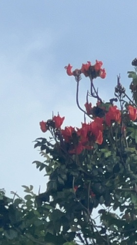 African tulip tree