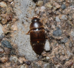 Colopterus truncatus