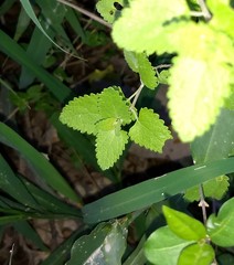 Urtica chamaedryoides