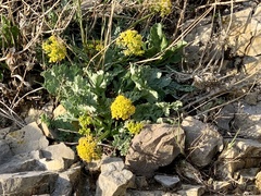 Cymopterus longipes