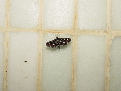 Bocchoris inspersalis