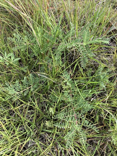 Astragalus crassicarpus, photograph 2