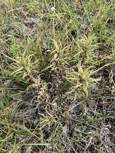 Castilleja sessiliflora, photograph 1