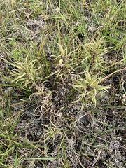 Castilleja sessiliflora
