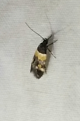 Triclonella determinatella