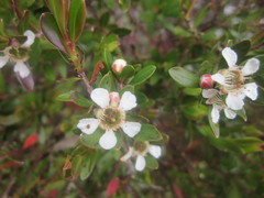 Leptospermum javanicum