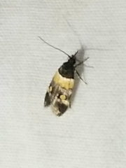 Triclonella determinatella