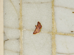 Hypsopygia mauritialis