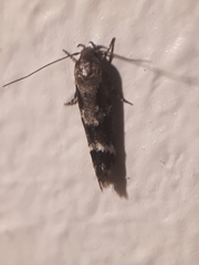 Mompha sturnipennella
