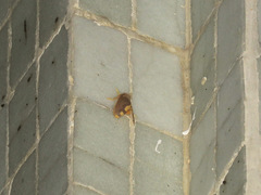 Orvasca subnotata