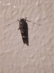 Mompha sturnipennella