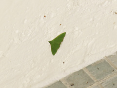 Parotis punctiferalis