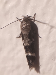 Mompha sturnipennella