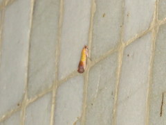 Piesmopoda semilutea