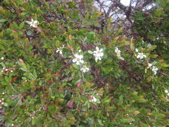 Leptospermum javanicum
