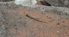 Gonatodes albogularis