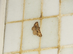 Psilalcis galsworthyi