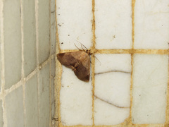 Psimada quadripennis