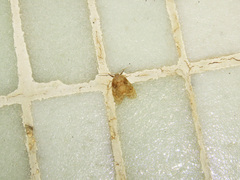 Schistophleps bipuncta