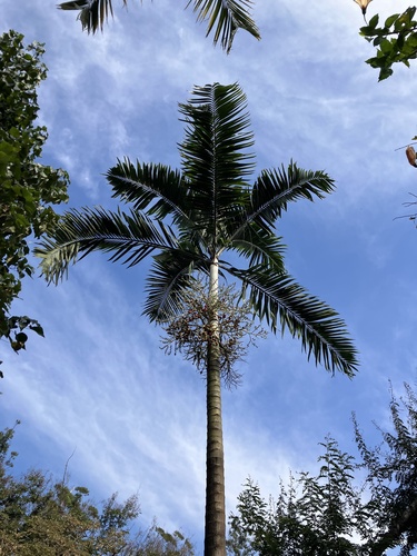 Montgomery palm