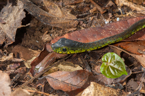 Spotted Dagger-tooth Tree Snake