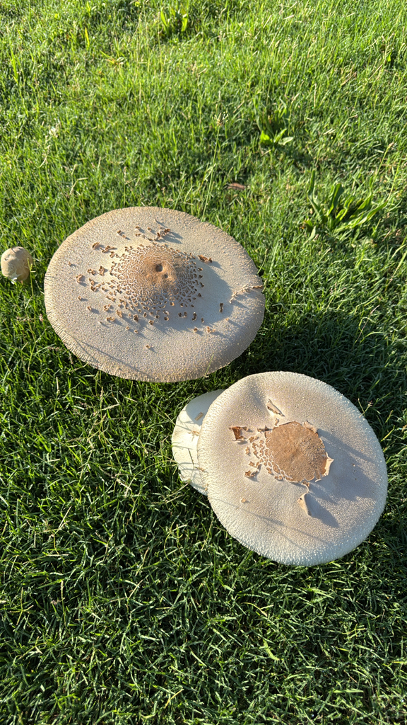 Green-spored Parasol · July 2026 · photo: Photo: no rights reserved · iNaturalist