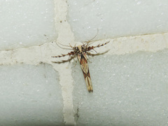 Stathmopoda stimulata