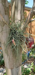 Tillandsia baileyi