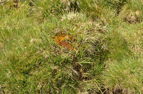 Paraleucobryum enerve observed 2026-07-15
