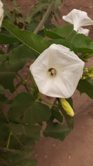 Ipomoea pauciflora