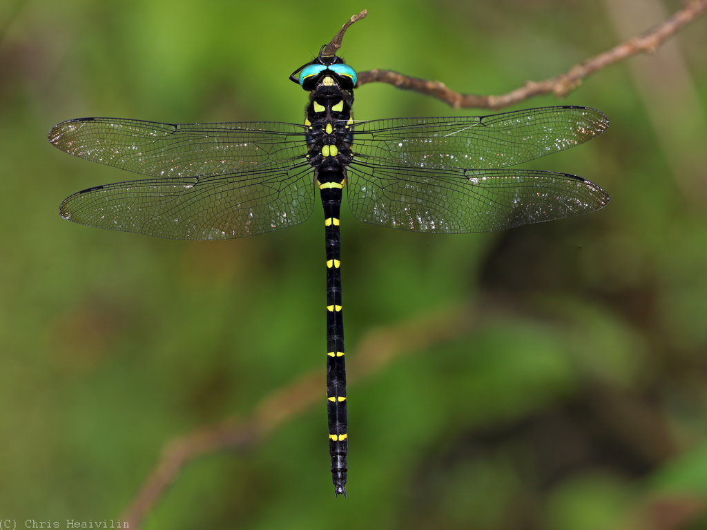 Anotogaster klossi
