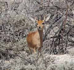 Raphicerus campestris steinhardti