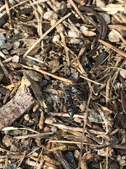 Myrmecia pilosula